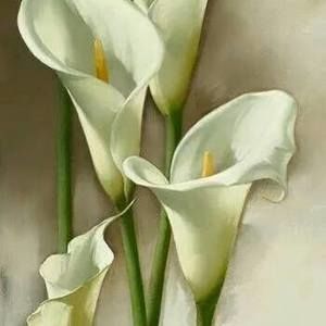 Meet your Posher, Maida lily