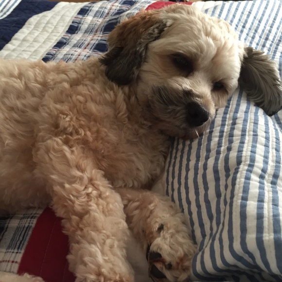 Meet your Posher, Brittany - Picture 1 of 1