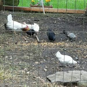 Meet your Posher, Janet