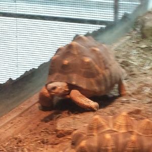 Meet your Posher, Lola