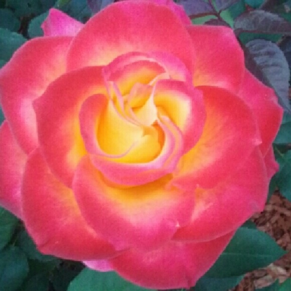 Meet your Posher, Idalia - Picture 1 of 1