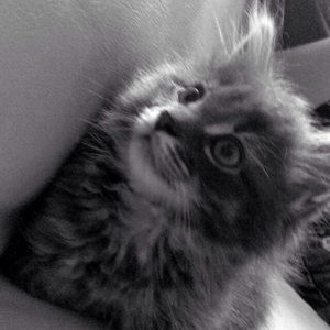 Meet your Posher, Emma