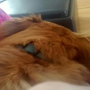 Meet your Posher, Leah