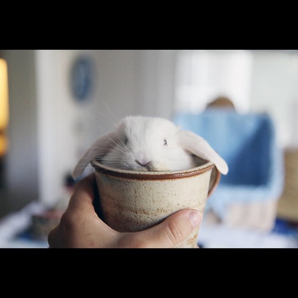 Meet your Posher, Winnie