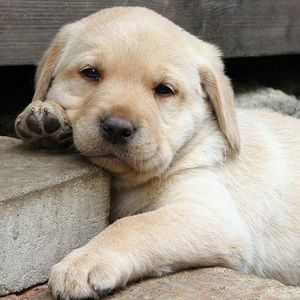 Meet your Posher, Story