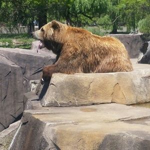 Meet your Posher, Hattie