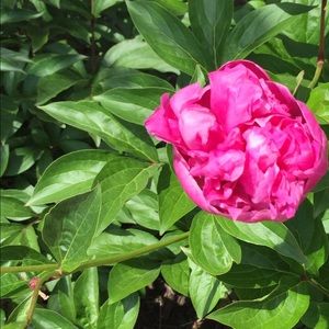 Meet your Posher, Roselle