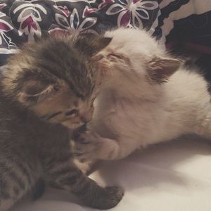 Meet your Posher, Macey