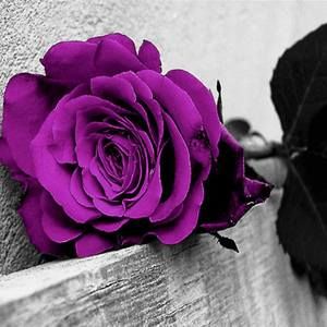 Meet your Posher, Terica