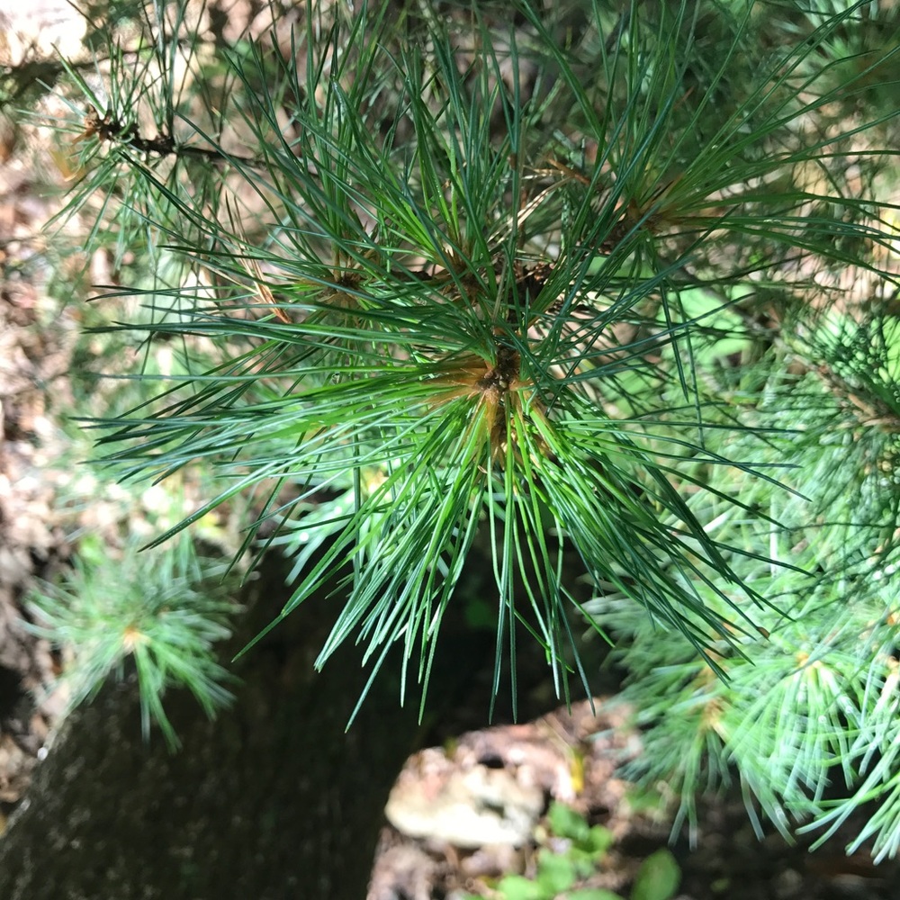 Meet your Posher, Ariel