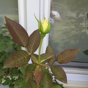 Meet your Posher, Edith