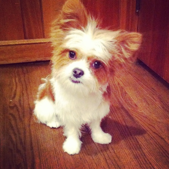 Meet your Posher, Teri - Picture 1 of 1