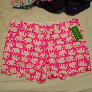 Tusk in Sun buttercups