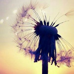 Meet your Posher, Alyce