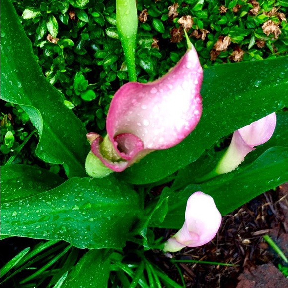 Meet your Posher, Allison - Picture 1 of 1