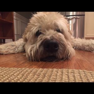 Meet your Posher, Lora