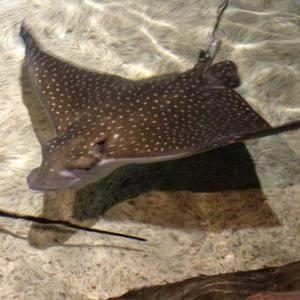 Meet your Posher, Dawn