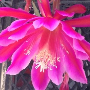 Meet your Posher, Nancy