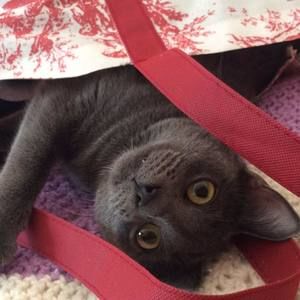 Meet your Posher, Mira