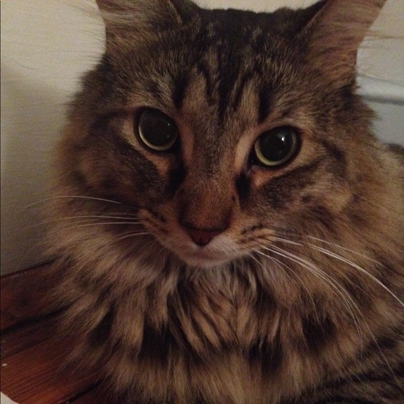 Meet your Posher, Danielle - Picture 2 of 2