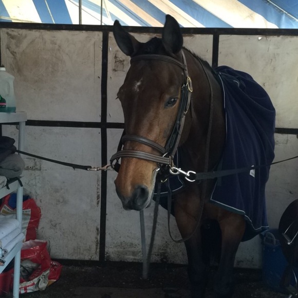 Meet your Posher, Gigi - Picture 1 of 1