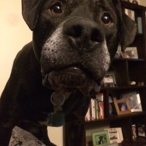 Meet your Posher, Patrick