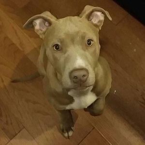 Meet your Posher, Simone