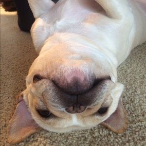 Meet your Posher, Polly