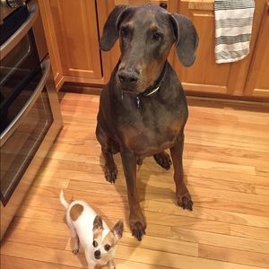 Meet your Posher, Ginger