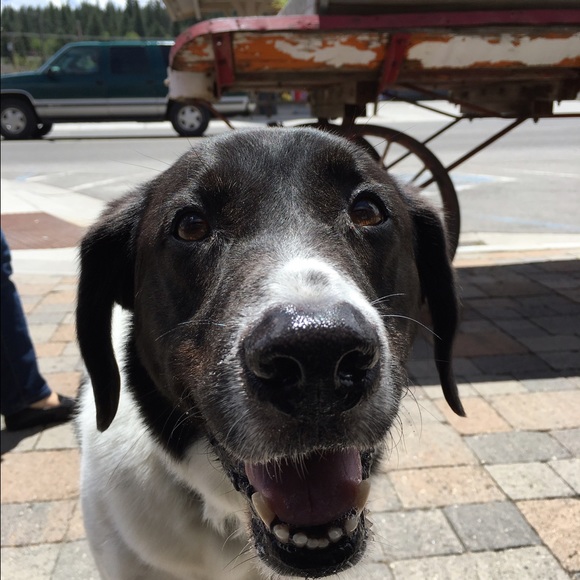 Meet your Posher, Lizzy