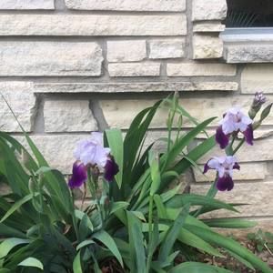 Meet your Posher, Joleen