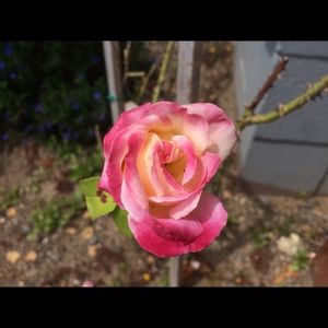 Meet your Posher, Annabelle