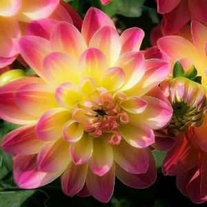 Meet your Posher, Hilda