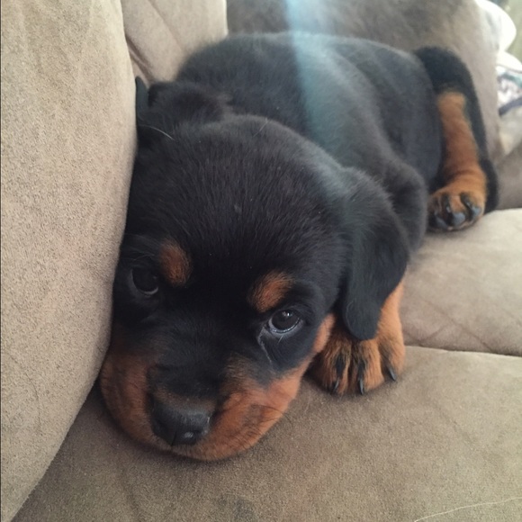 Help with my new puppy!! - Picture 1 of 3