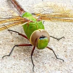 Meet your Posher, Nanette