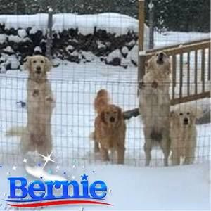 Meet your Posher, Laurie