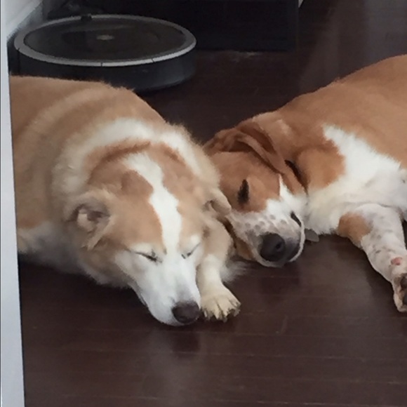 Two pumpkins. - Picture 2 of 4