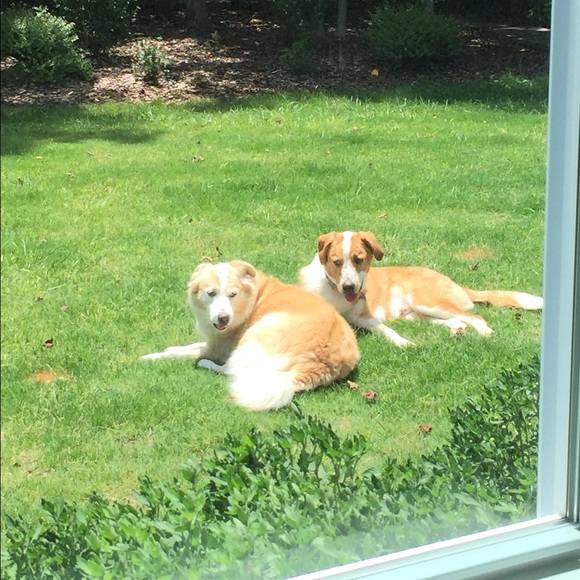 Two pumpkins. - Picture 3 of 4