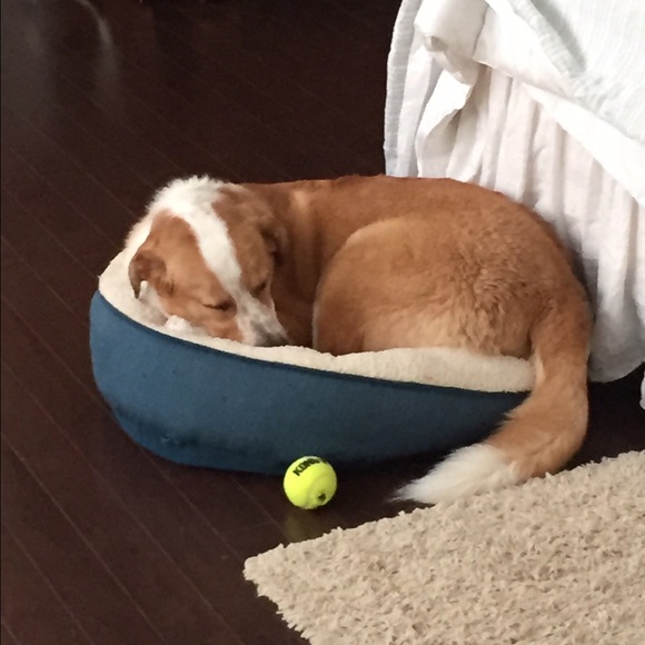 Two pumpkins. - Picture 4 of 4