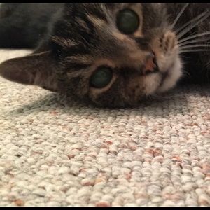 Meet your Posher, Carly