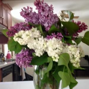 Meet your Posher, Patricia