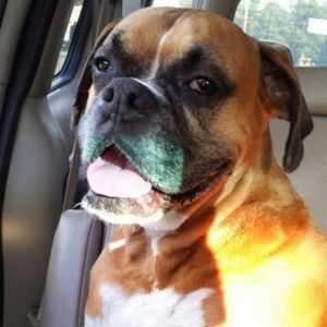 Meet your Posher, Daiseylexus