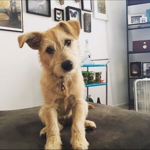 Meet your Posher, Allie