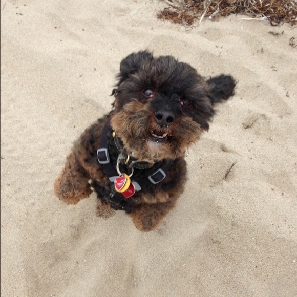 Meet your Posher, Tracy - Picture 4 of 5