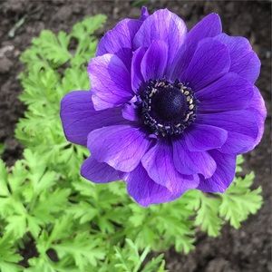 Meet your Posher, Marnie