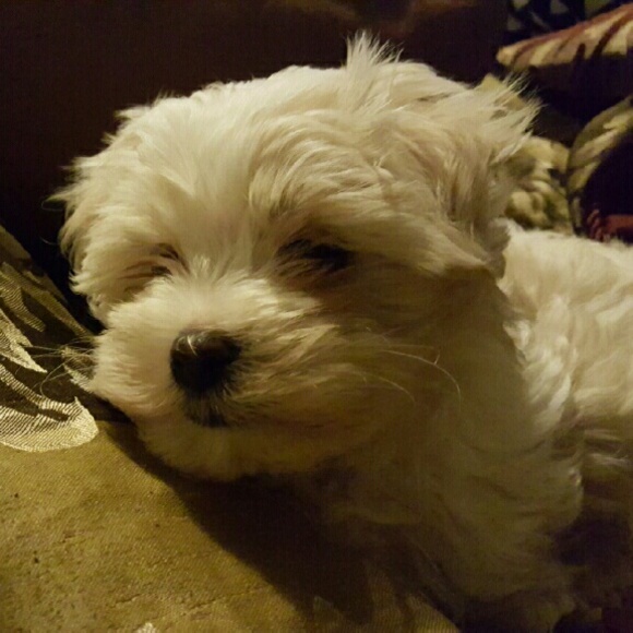 Meet your Posher, Rhonda - Picture 1 of 1