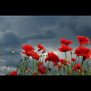 Meet your Posher, Tarra