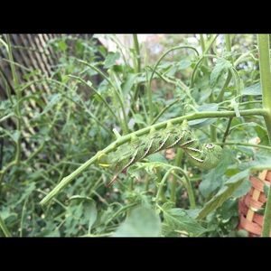 Meet your Posher, Sharon