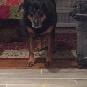 Meet your Posher, Molly