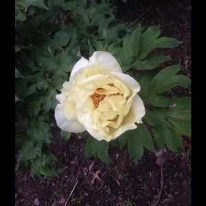 Meet your Posher, Barbara